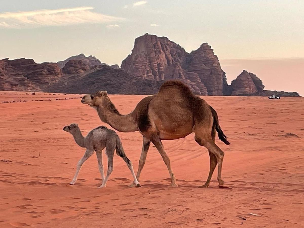 Hotel Orbit Camp Wadi Rum Exteriér fotografie